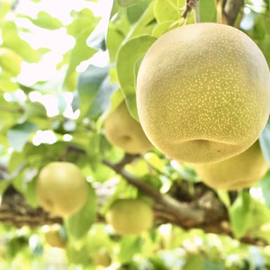 かじゅまる農園の幸水梨　シャリッと甘い！《夏ギフト》