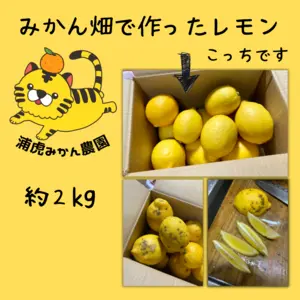 【農家直送】自家農園のみかん畑で作った国産のきれいめレモン　2キロ