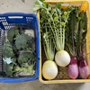 常温発送　野菜10品セット　100サイズで発送　5kg〜9kg入り
