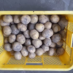 北海道産キタアカリ