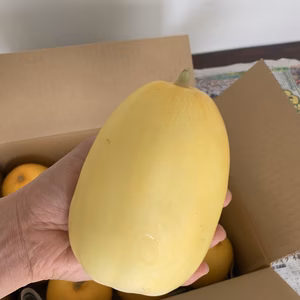 飯舘村のマクワウリ