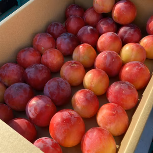 有機JAS すもも　大石早生　plum 和歌山県産　