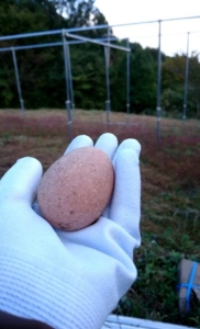 14650274_1223782284311540_554555748458353225_n