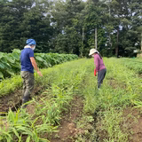 二宮隆治 | Chigasaki Organic Farm