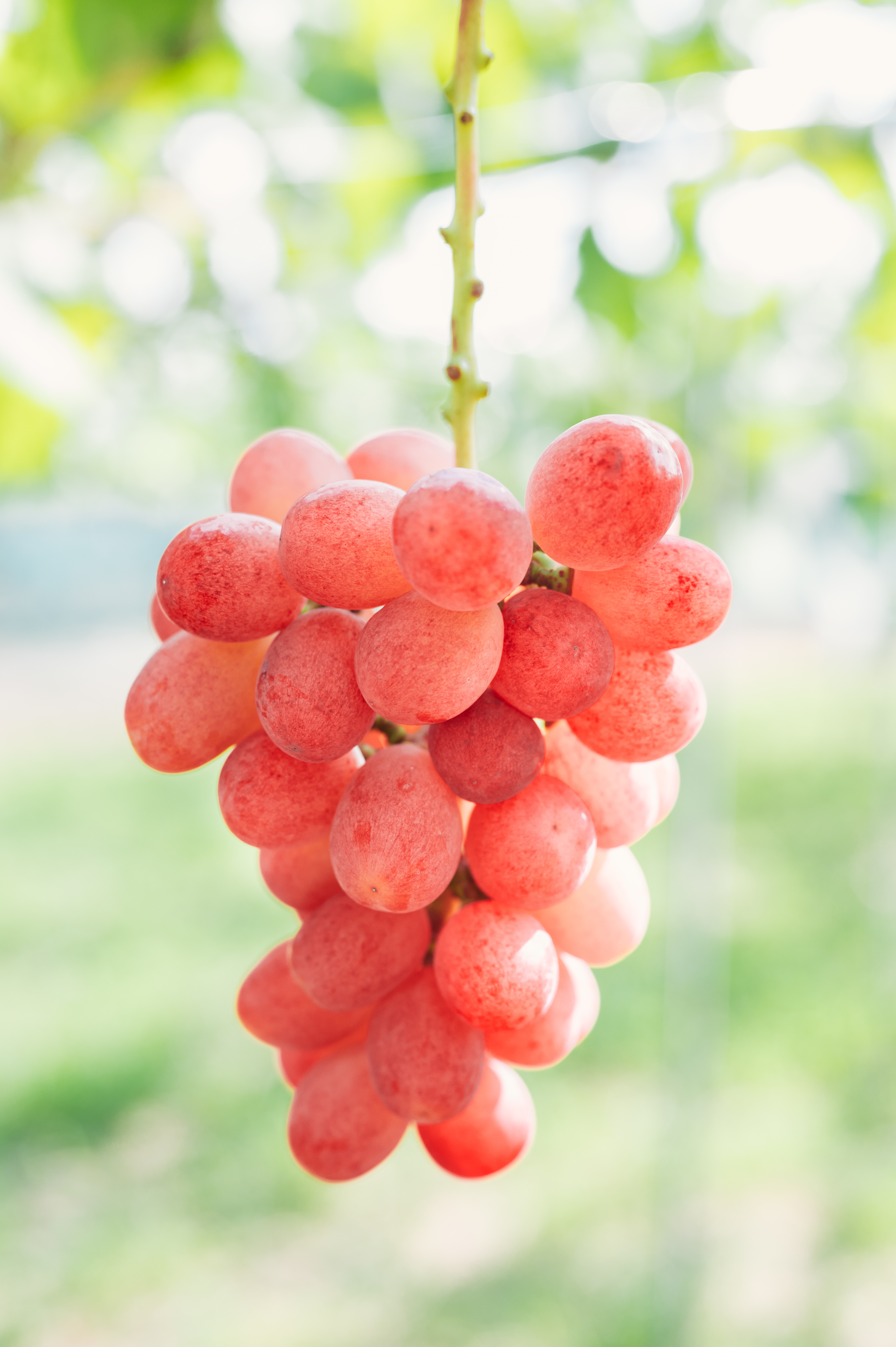 サンシャインレッド　写真現物 アウトレット　10房セット サンシャインレッド 写真現物 アウトレット 10房セット 山梨オリジナル