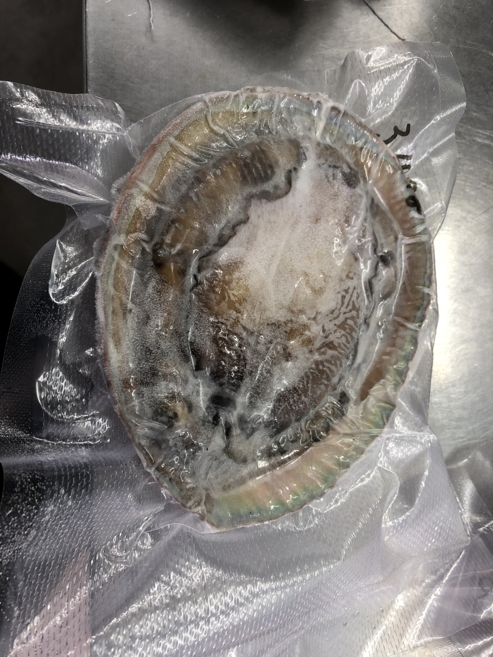 志摩産 冷凍訳あり白アワビ1キロ 出来次第発送 農家漁師から産地直送の通販 ポケットマルシェ