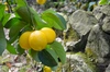 和歌山県産レモン100%ストレート果汁◆添加物・保存料不使用！