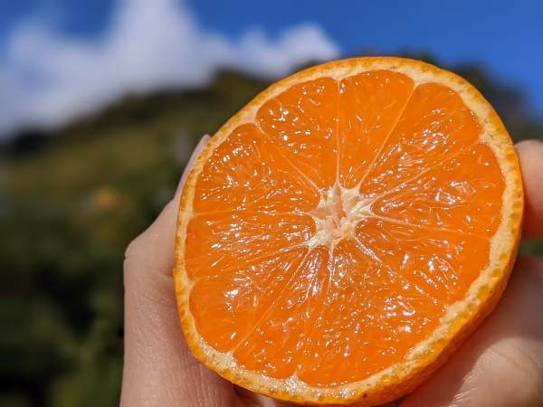 有田みかん（早生）｜M2Kg～　農家直送｜和歌山｜有田｜田口｜こだわり