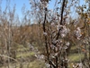 啓翁桜 春の花を一足早く山形県からお届けします