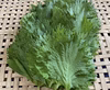 自然栽培　青紫蘇　10枚　愛知県産