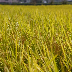 【天日干し】無農薬・無化学肥料で育てたコシヒカリ（玄米）