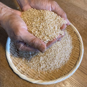 令和6年度産＊豊コシヒカリ＊玄米＊坂本農園