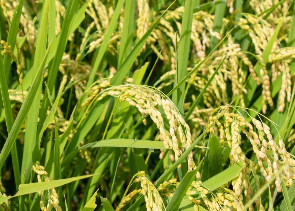 【雪若丸　精米】【令和4年秋収穫】山形置賜飯豊産　4年連続特A