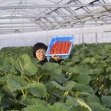 戸田佳奈 | いちごえん