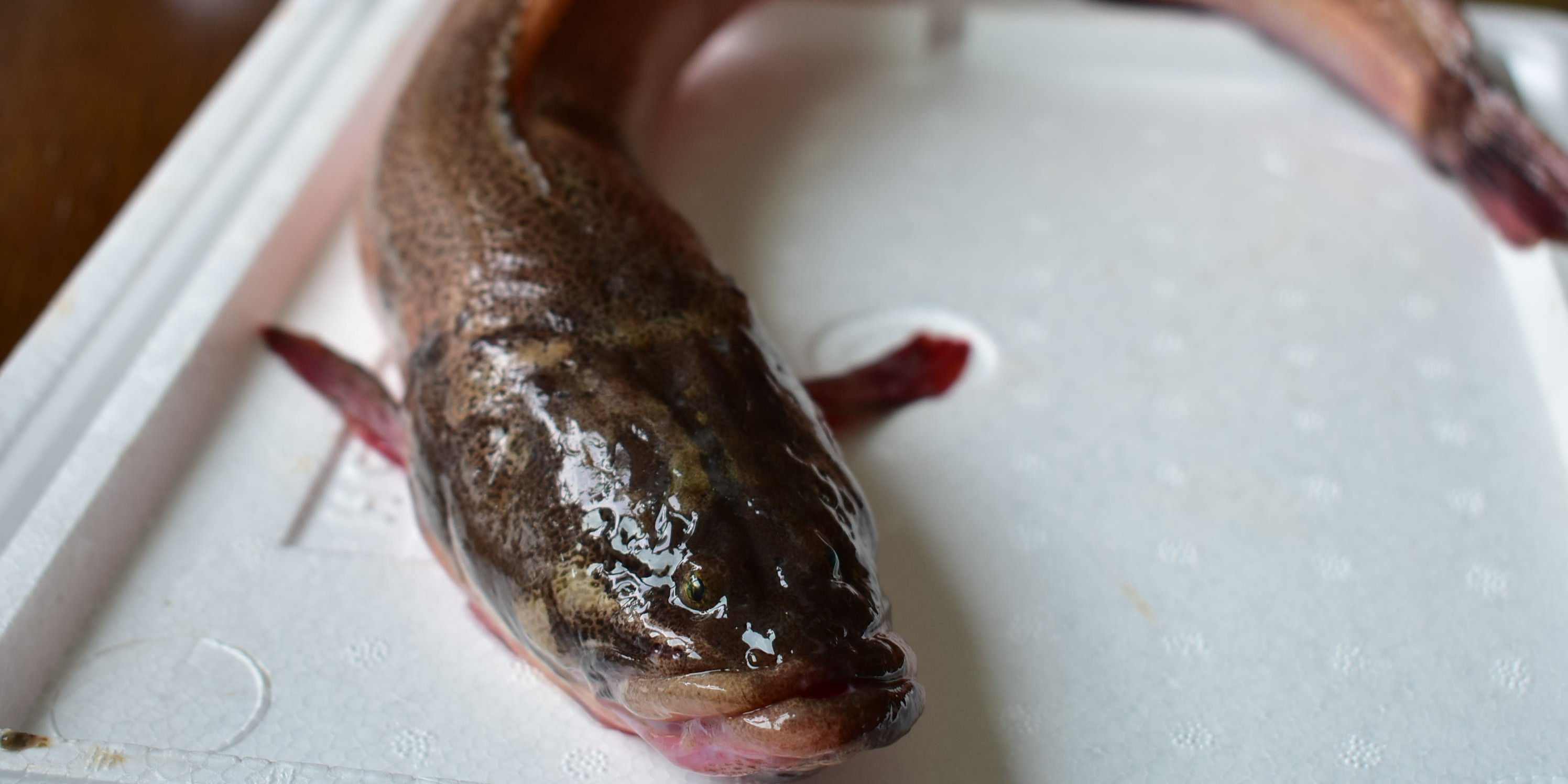 謎の魚 ナガヅカ の食べ方考案チャレンジ 美味メニューベスト3はこれだ 農家漁師から産地直送の通販 ポケットマルシェ