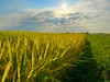 氷河米「ミルキークイーン」玄米 特別栽培米 令和4年産 山形県庄内産