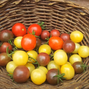 3種類の固定種トマトセット  オマケつき(^_^)