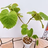 現物販売　②　フィカス　ゴムの木　ウンベラータ　曲がり　卓上　インテリア