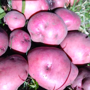 アンデスレッド　4キロ　農薬不使用