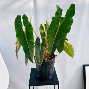［在庫］　フィロデンドロン　ビレッティア　6号　観葉植物　室内　レア