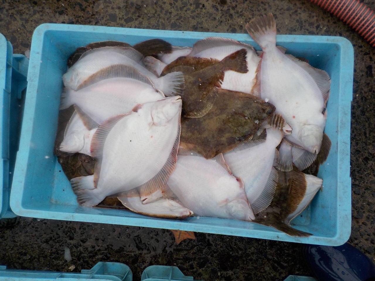 12486031_1740978346136141_6309021127783306676_o