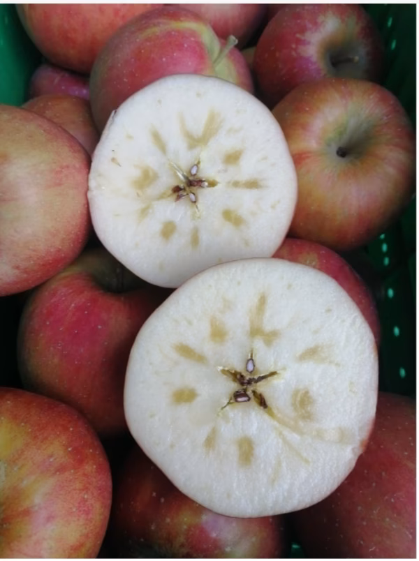 おぐら農園イチオシの品種〈北斗〉家庭用