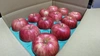 【今季最後】完熟つがる #信州りんご