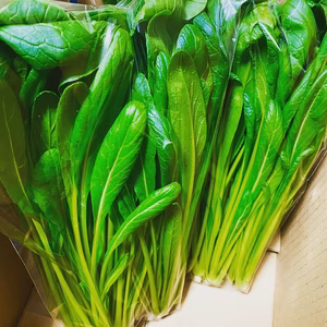 京都府産　特別栽培　壬生菜1kg