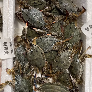 タイワンガザミ　(ワタリガニ) オス、メスセット