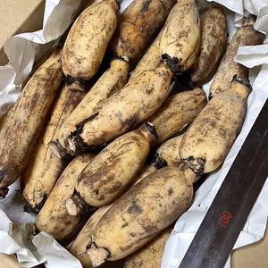 【自然栽培・在来種】神子原れんこん(小)