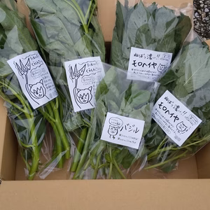 【夏も菜っ葉！】優しい夏の菜っ葉詰め合わせ(３種類・５袋)