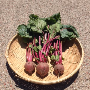 無農薬　たのしく葉付きビーツ5kg
