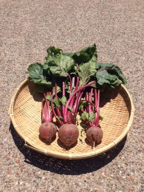 無農薬　たのしく葉付きビーツ5kg