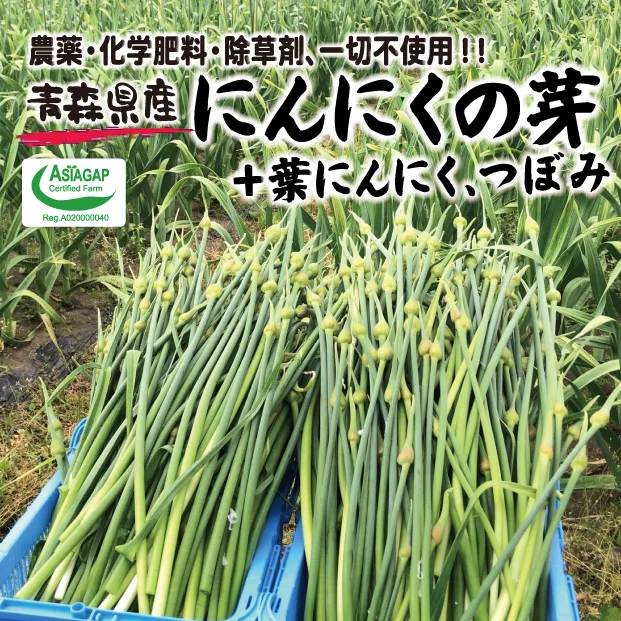 午前12時前のご注文は当日発送 生ニンニク・5キロ・令和5年度・新鮮