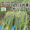 【予約限定セール】令和５年新物！にんにくの芽・葉・つぼみ【農薬不使用】