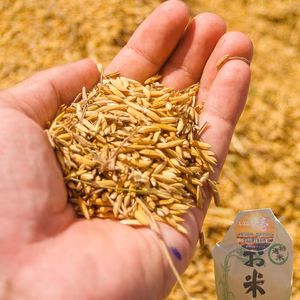 令和7年産新米・玄米3品種食べ比べセット【農薬・化学肥料不使用】