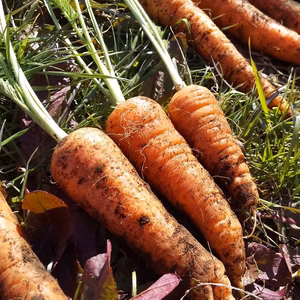  きりっとした味 地球によりそう秋の畑やさい 