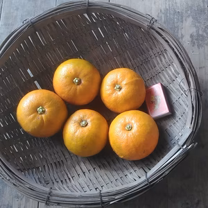 ほのかな甘さ　橙（だいだい）　農薬・肥料不使用