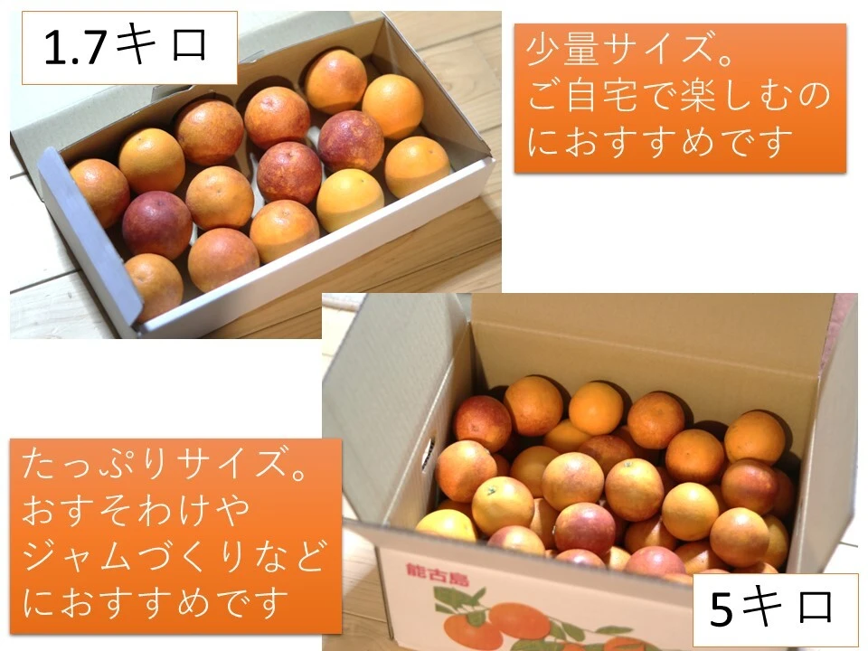 真っ赤な果汁！能古島のブラッドオレンジ モロ 1.7~20kg