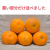 【訳あり】さつき八朔 （樹上超熟八朔 ）
