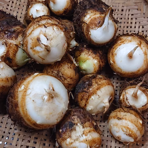 サトイモ(土垂れ)【農薬不使用】　