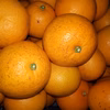 水分たっぷり清見オレンジ（訳あり）