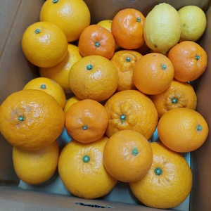 旬の柑橘【詰め合わせ6種】ご家庭用小玉2kg(箱込)60