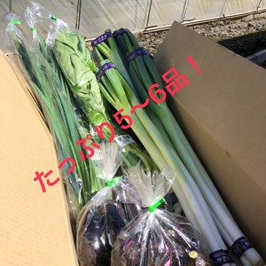 太陽サンサンいつものお野菜セット