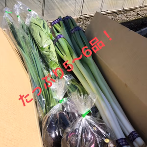 太陽サンサンいつものお野菜セット