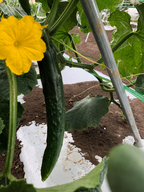 【初出品・７月発送】脱サラ農業人が作る旬な夏野菜セット５品