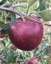 信州りんご【秋映】シャキッと美味しい濃赤色の秋リンゴ