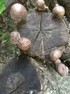 生椎茸 500グラム 自家山採取原木の椎茸 