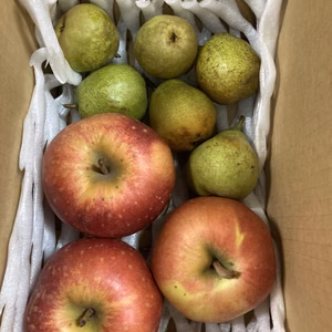 限定3セット　世界一りんご3個＋お試しラフランス　合計箱込5.5キロ