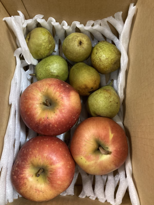 限定3セット　世界一りんご3個＋お試しラフランス　合計箱込5.5キロ